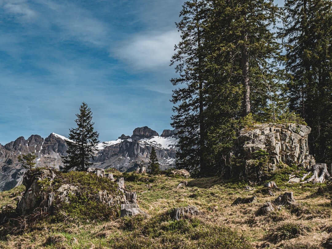 swiss forest trail